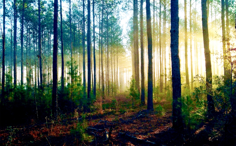 The Forest for the Trees: The Way to Be a Fiction Writer
